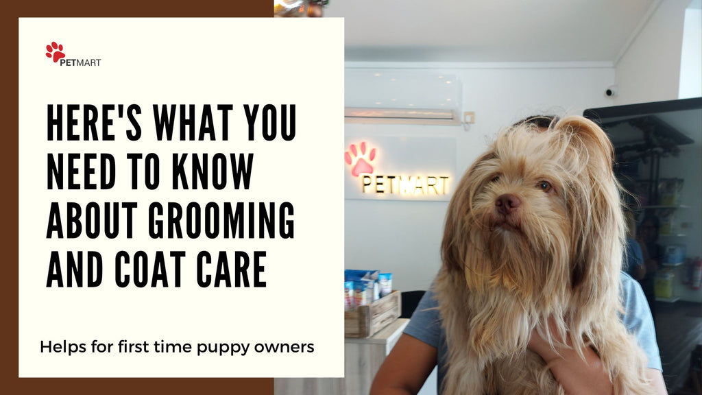 First-Time Puppy Owner? Here's What You Need to Know About Grooming and Coat Care