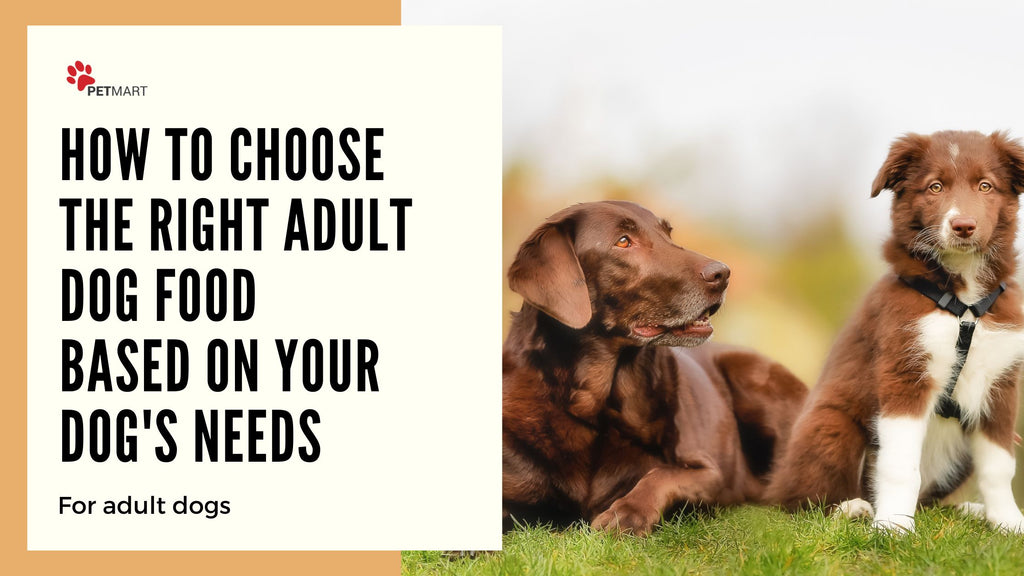 How to Choose the Right Adult Dog Food Based on Your Dog's Needs