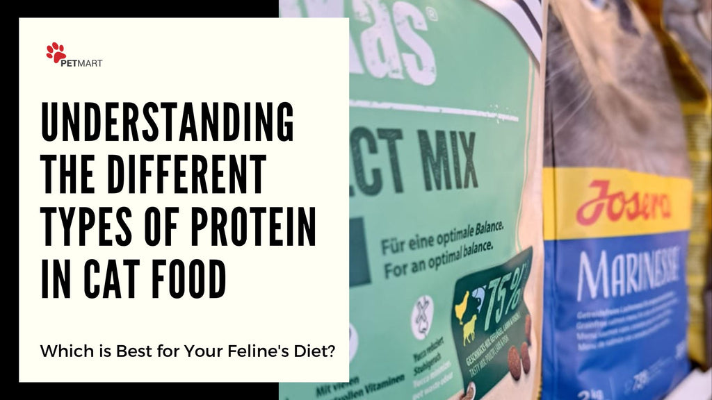 Understanding the Different Types of Protein in Cat Food: Which is Best for Your Feline's Diet
