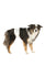 Trixie Diapers for Male Dogs Dog accessories Trixie