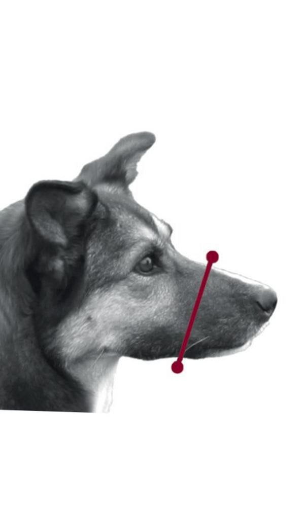 Trixie Muzzle with Net Insert Dog accessories Trixie