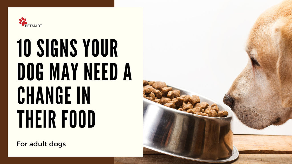 10 Signs Your Dog May Need a Change in Their Food