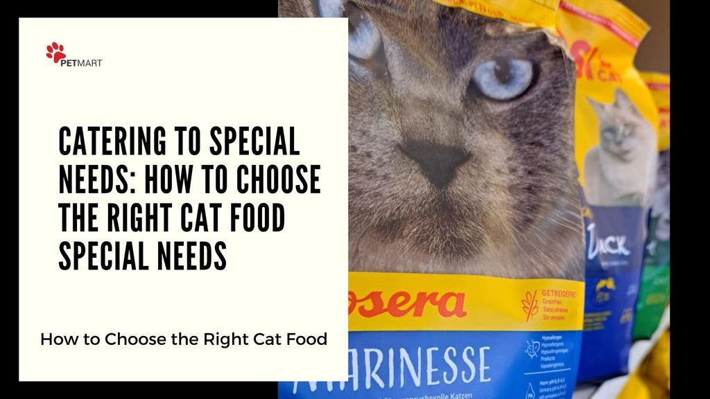 Catering to Special Needs: How to Choose the Right Cat Food for Senior Cats or Those with Health Conditions