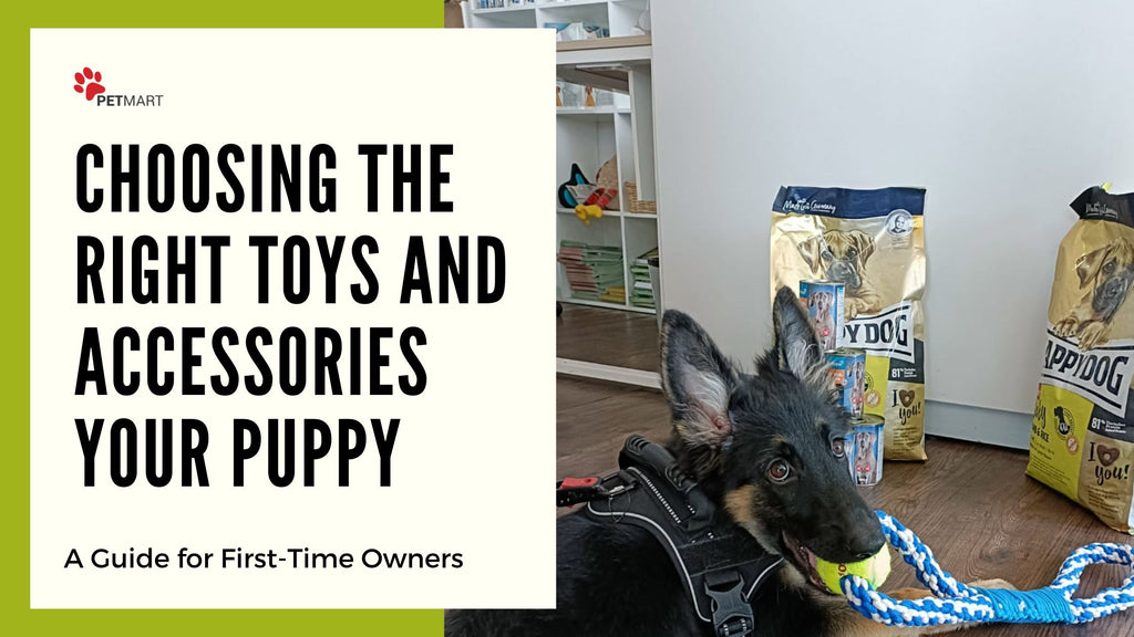 Choosing the Right Toys and Accessories for Your Puppy