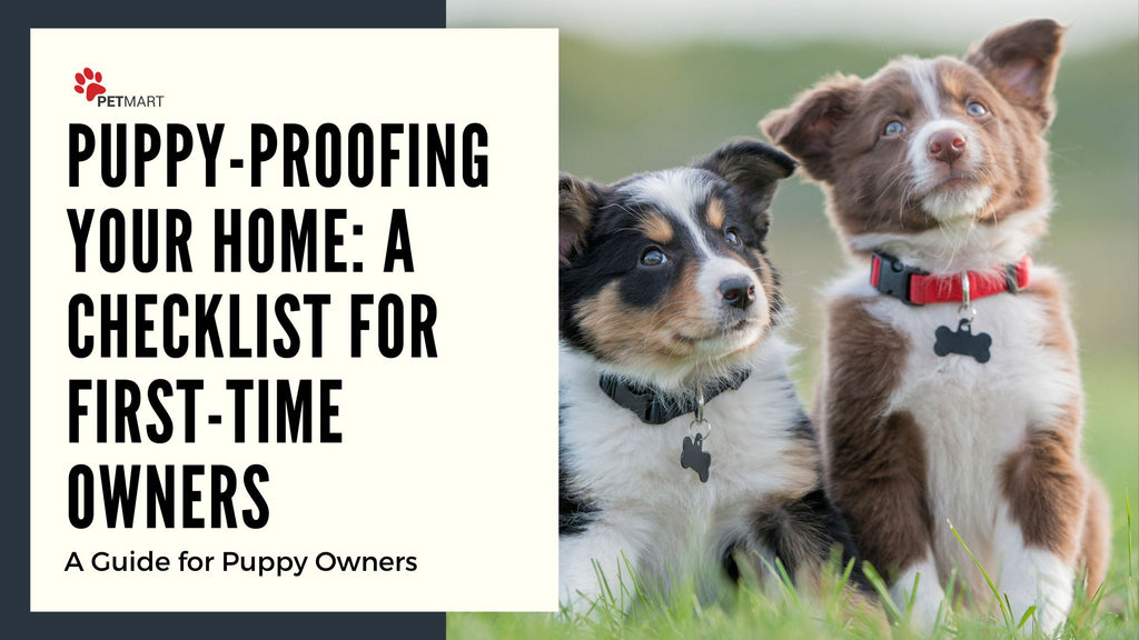 How to Socialise Your Puppy: Tips and Tricks for First-Time Owners