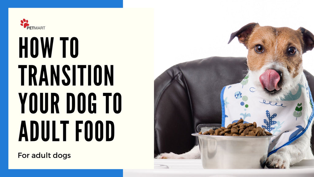 How to Transition Your Dog to Adult Food