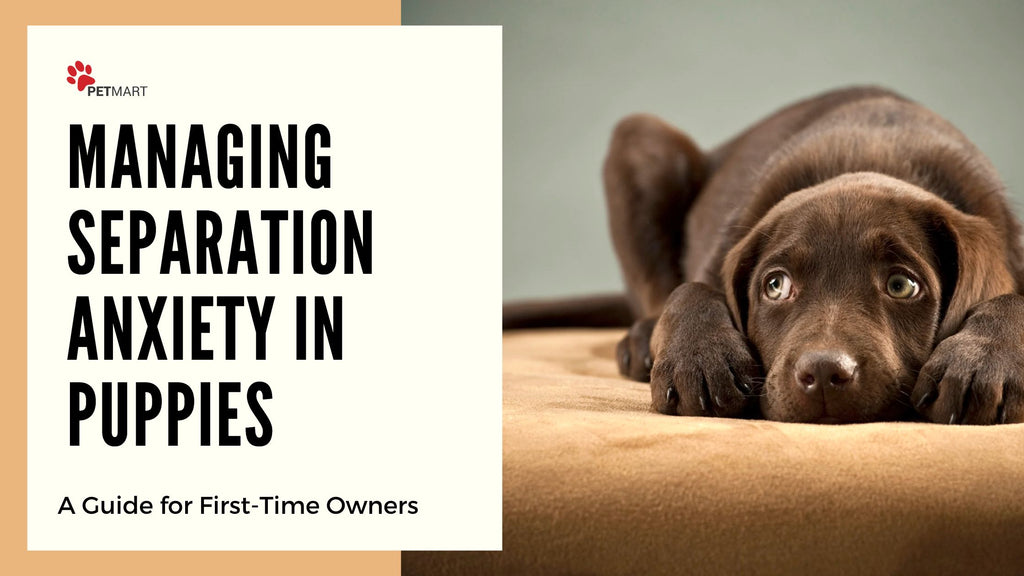 Managing Separation Anxiety in Puppies: A Guide for First-Time Owners