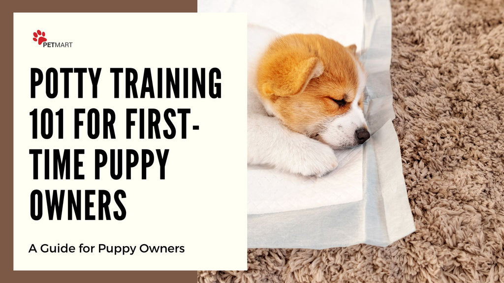 First-Time Puppy Owner? Here's What You Need to Know About Potty Training
