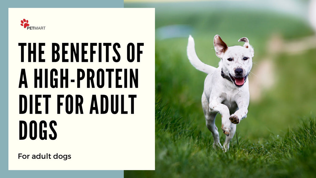 The Benefits of a High-Protein Diet for Adult Dogs