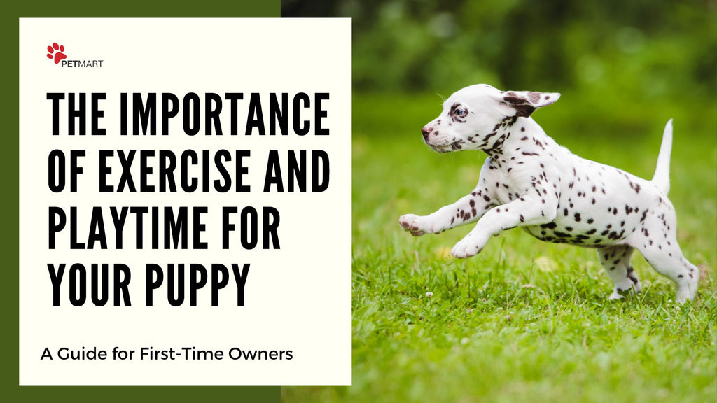 The Importance of Exercise and Playtime for Your Puppy