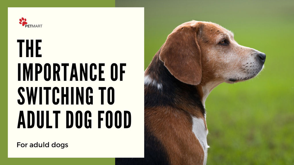 The Importance of Switching to Adult Dog Food