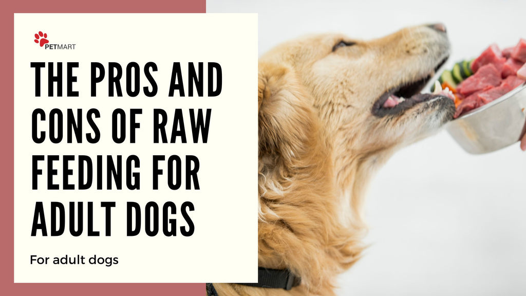 The Pros and Cons of Raw Feeding for Adult Dogs