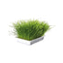 Soft Grass - 100g