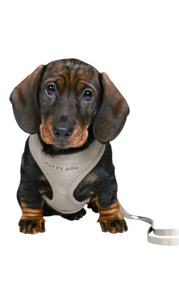 Trixie Junior Puppy Soft Harness with Leash Dog accessories Trixie 