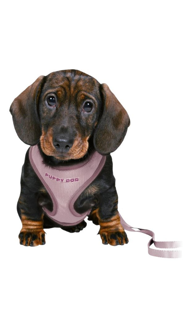 Trixie Junior Puppy Soft Harness with Leash Dog accessories Trixie 